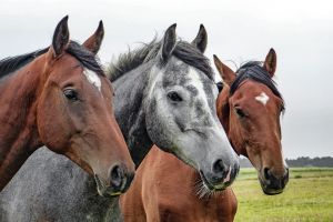 Mikor boldogok a lovak? – Egy új eszközzel megtudhatjuk a választ
