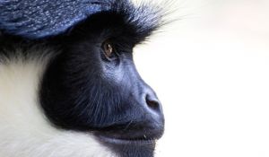 Az arcfelismerés segíthet a veszélyeztetett főemlősök megóvásában