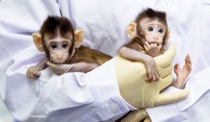 A világon először klónoztak majmokat a tudósok